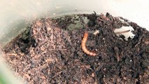 Hysterocrates gigas sling eating mealworm