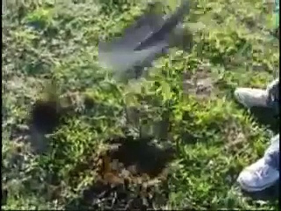 実写版どうぶつの森