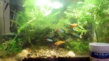 How to Thursdays -How to feed an African dwarf frog