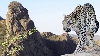 صوت النمر العربي ....في شفا ثقيف