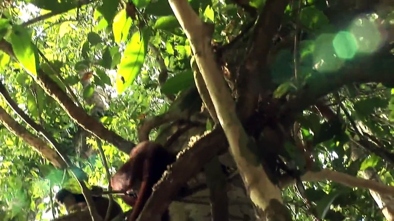 monkey lady in amazon.mov