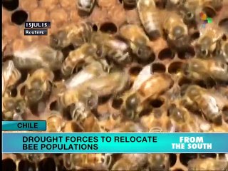 Chile: Drought Forces Relocation of Bee Populations