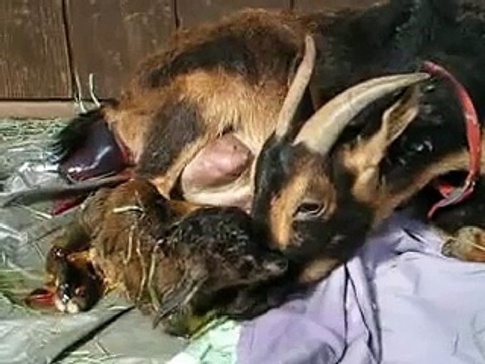 Mother Goat Giving Birth