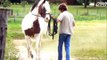 Dressage classique et chevaux ibériques, vacances chez tonton et tata, août 2012