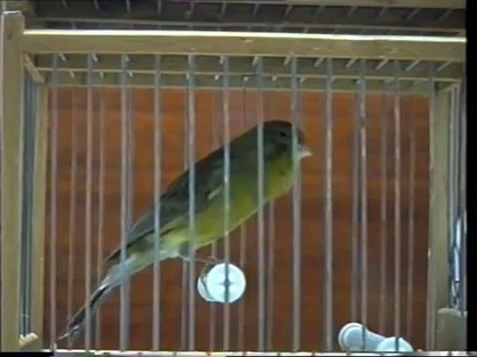 timbrado.com