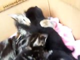Cutest mom cat hugs baby kitten video