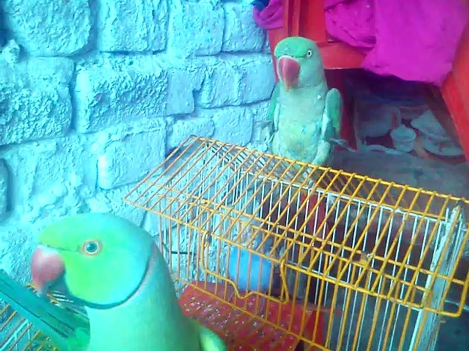 talking parrot