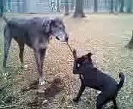 Huckleberry vs. Irish Wolfhound