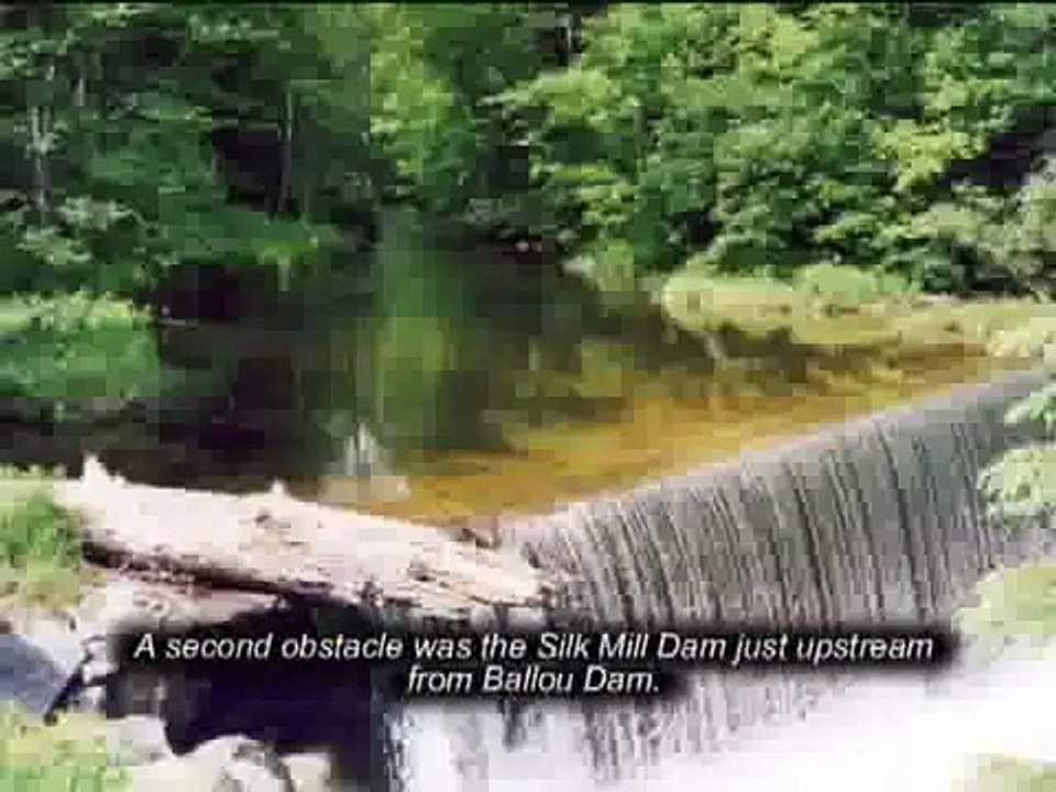 Yokum Brook