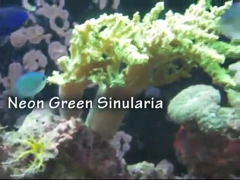 Our 55Gallon Reef tank I'll Try and name the corals & fish for you :)