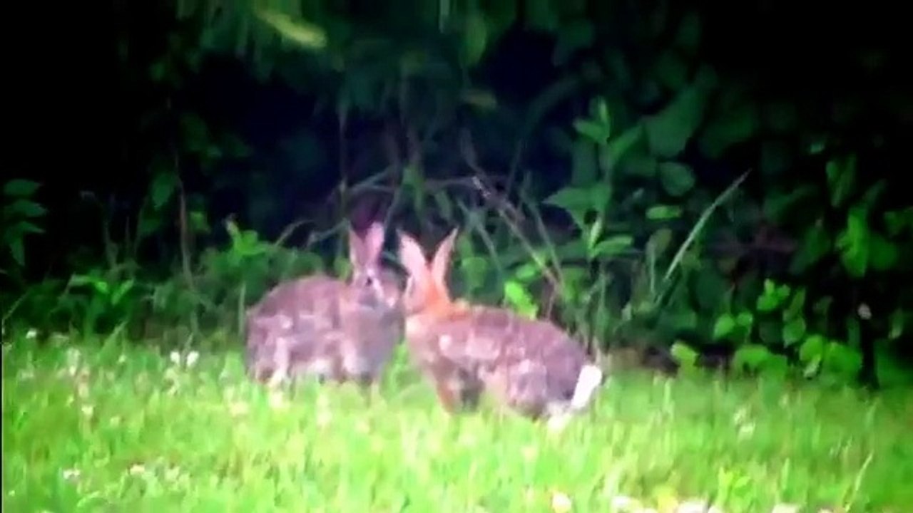 Every Bunny was Kung Fu Fighting