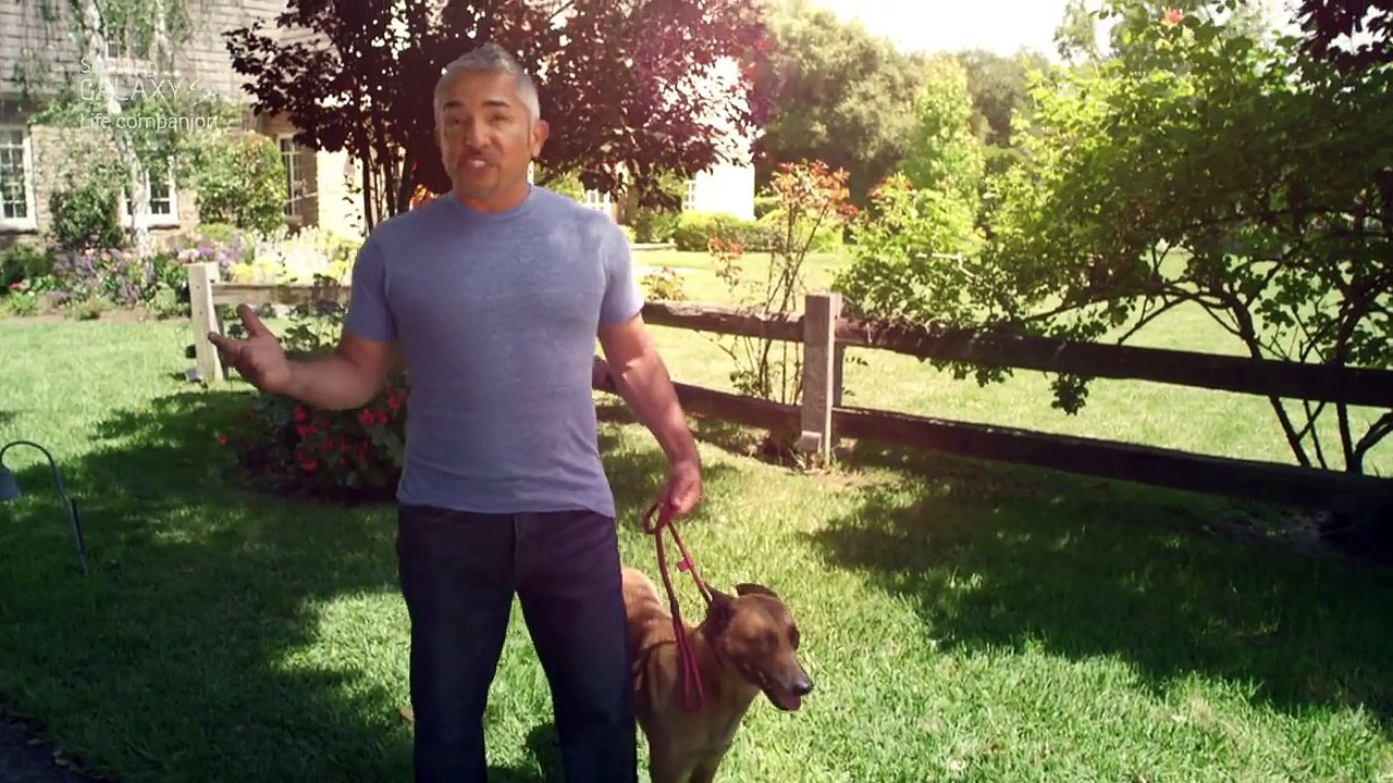 Cesar Millan doggy tips with GALAXY S4 - Pack leader