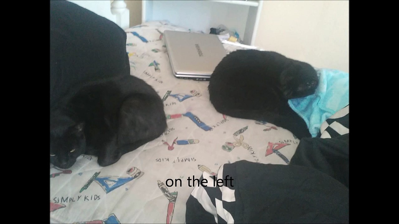 A video for my cat