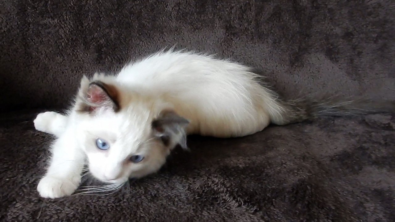 chatonne ragdoll qui montre son affection