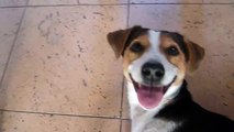 Улыбающаяся собака (Smiling dog)