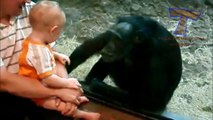 animaux mignons embrasser les bébés  drôle danimal