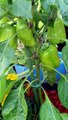 Mon jardin en pot (tomates, courgettes...) 10 juillet 2011