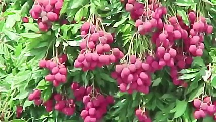 Vườn Trái Cây Người Việt Tại Miami, Florida