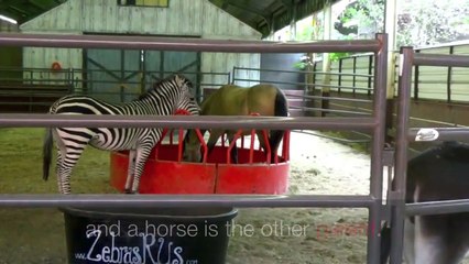 LEARN ABOUT ANIMALS and HEAR THEIR SOUNDS Learn English