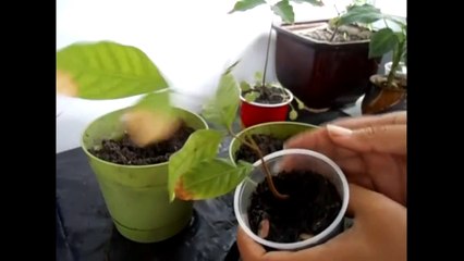 Growing Rambutan from Seeds