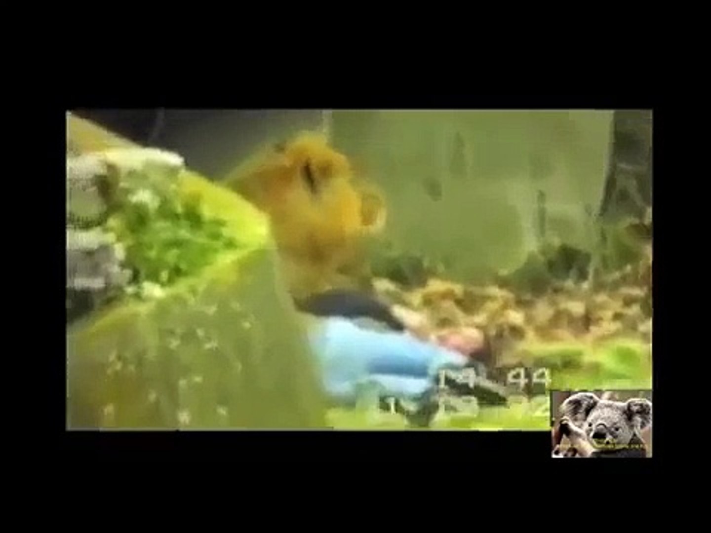 ⁣Wild animals - Animals attack humans animals attacking people deadly animal attacks compilation