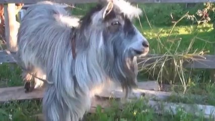 Beatboxing Goat Is Hilarious