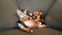 Dogs and Cats Funny new    Dog cute one month and cat 1 5 month