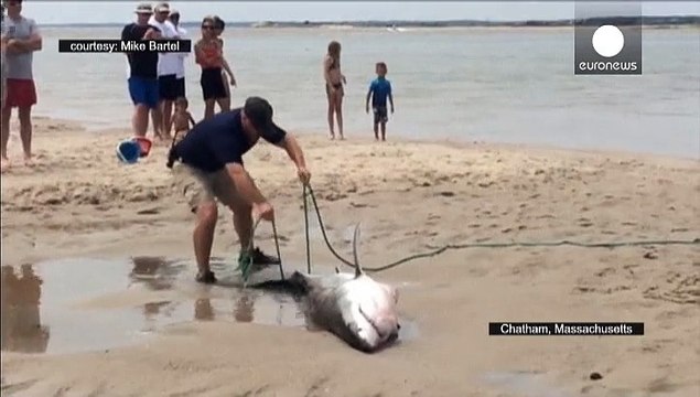 Ils volent au secours d'un requin blanc échoué sur la plage