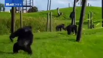 Animal rights group argue chimps should be given human rights