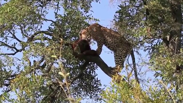 Leopard vs Wild Boar Compilation HD Wild Animal Fights 2015