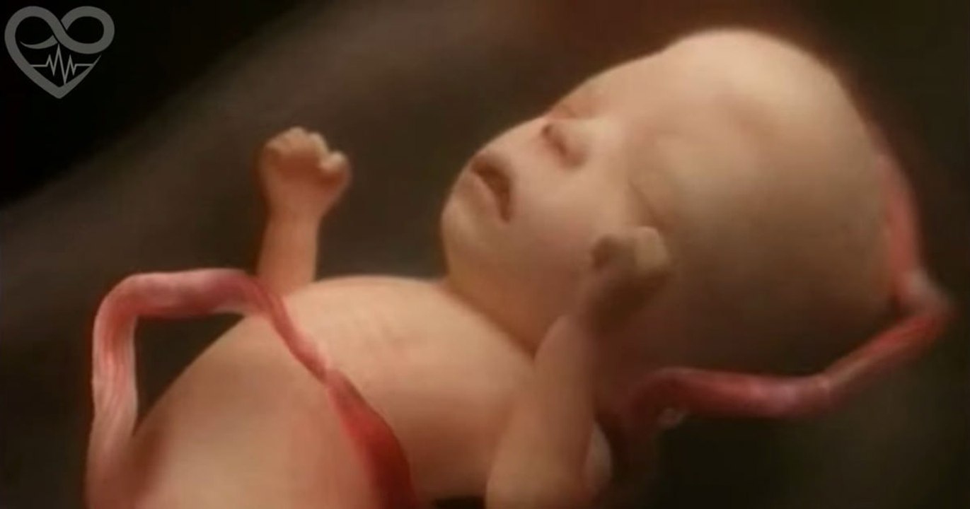9 mois en 4 minutes: l’incroyable évolution d’un foetus dans le ventre de sa maman.