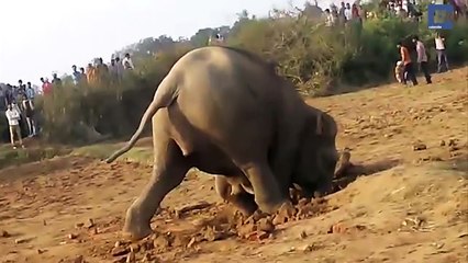 Une mère éléphant passe onze heures à sortir son petit d'un puits