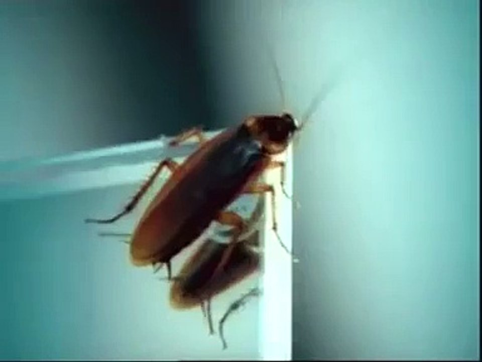 BAYGON [Headache Cockroach Life Short Find] TVC SkyExits.com