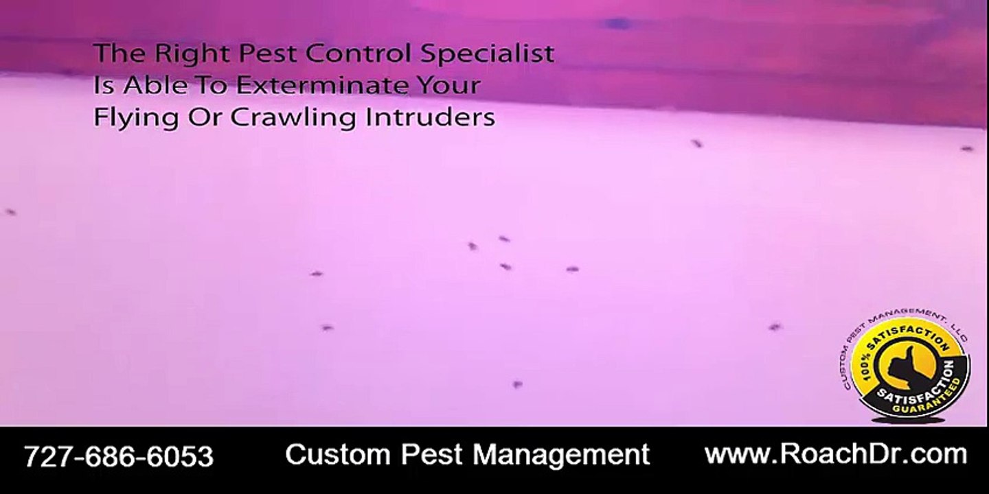 Pinellas County Pest Control Company in Largo Florida