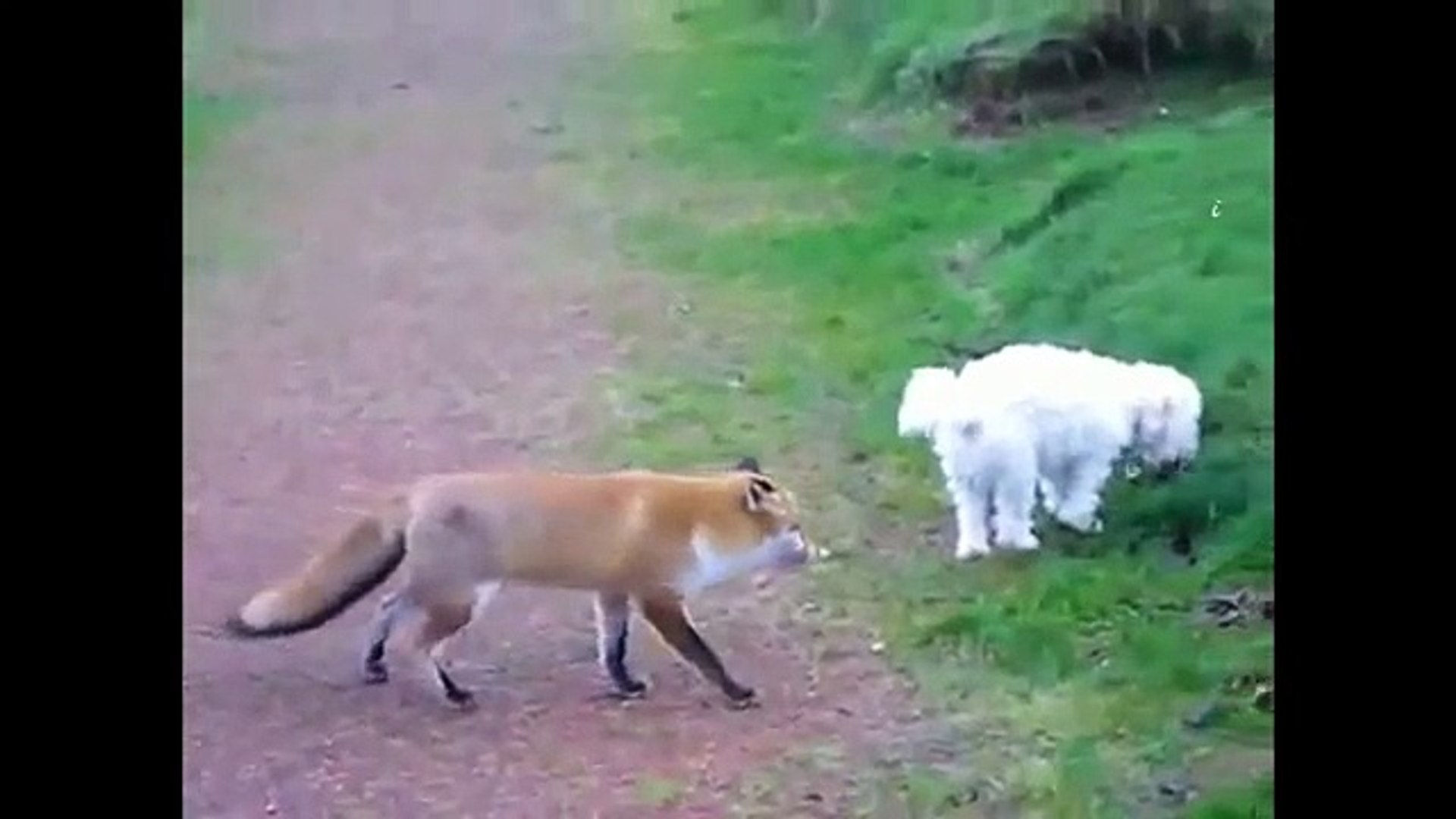 ⁣Animal Videos | Fox Documentaries | Foxes Video | Red Fox Videos | Arctic Fox | Nature Documentary