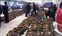 China's Cruel Fur Industry