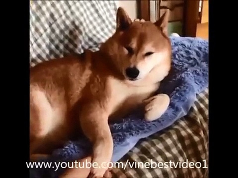 Reika Oozeki VINE 集  ✔★ (新しい 288 VINES) ★✔  れいか おおぜき すべて vine !!