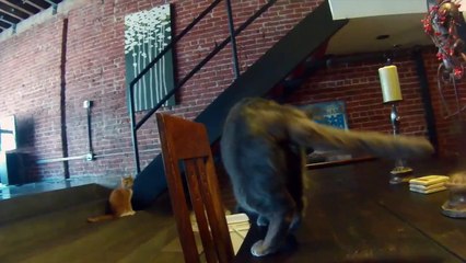 Cachez l'anus de votre chat avec cet incroyable bijou