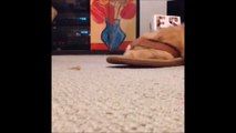 Flip Flop cat - So cute kitten