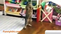 Funny Cat Videos _ Funny Smartest Cats _ Funny Cat Sleep _ Funny Cat 2015-copypasteads.com