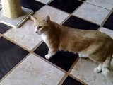Gato loco maullando / Crazy cat meowing