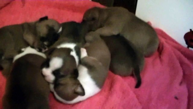 11ème vidéo des chiots staffies de la 21ème portée de Staffordland