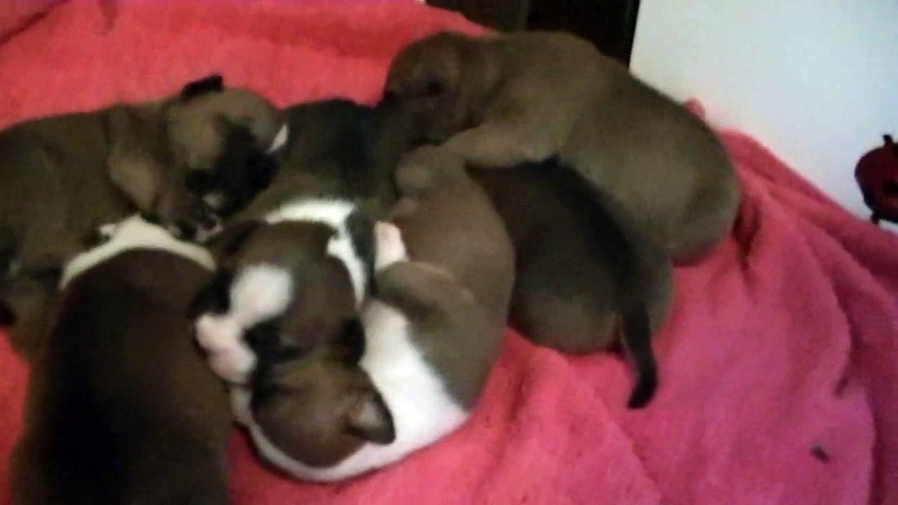 11ème vidéo des  chiots staffies de la 21ème portée de Staffordland