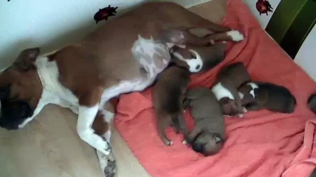 12ème vidéo des chiots staffies de la 21ème portée de Staffordland