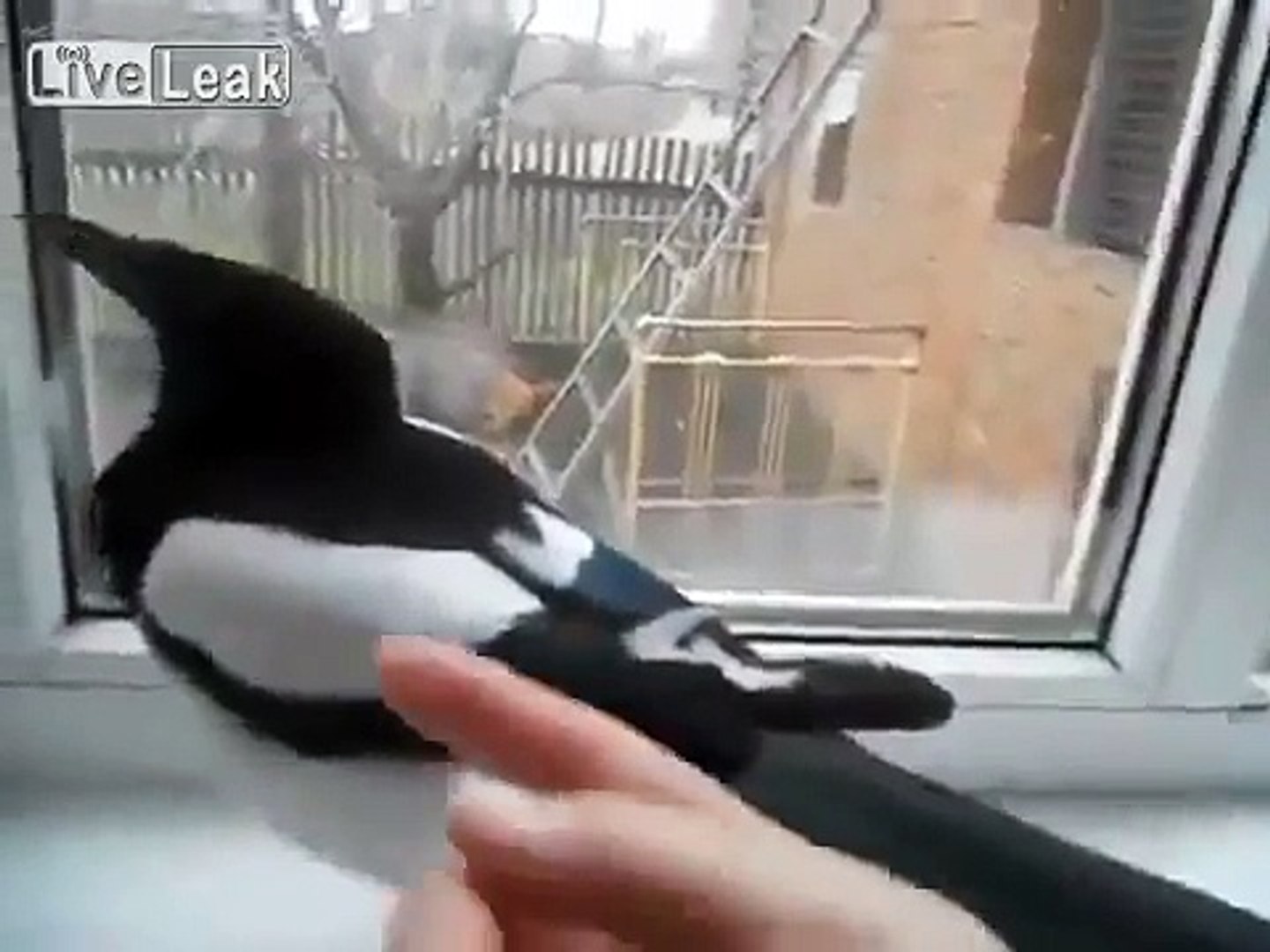 ⁣This Magpie Bird Sounds Exactly Like A Laughing Little Girl