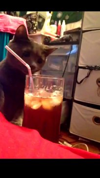 Chat voleur de paille