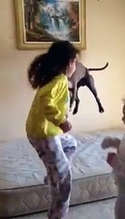 dog jumping on the bed as a trampoline