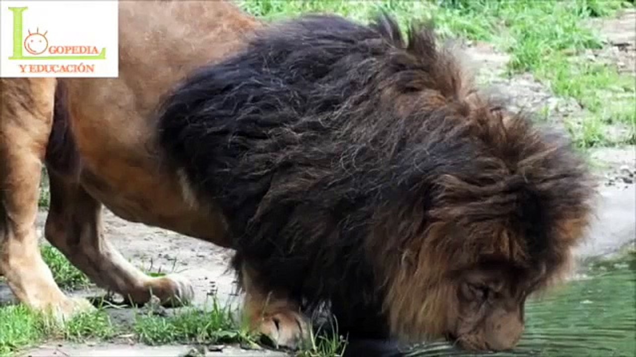 Los animales y sus sonidos