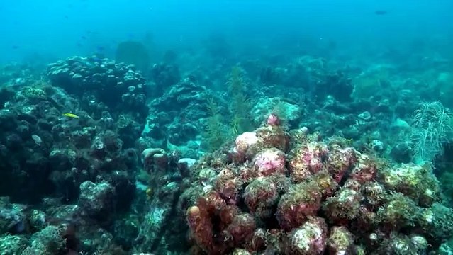 Guadeloupe, sur la route du corail - La ciguatera en Guadeloupe