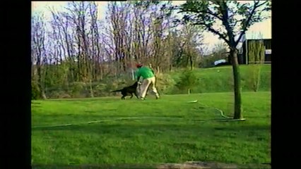 Sahibini hortumla ıslatan köpek